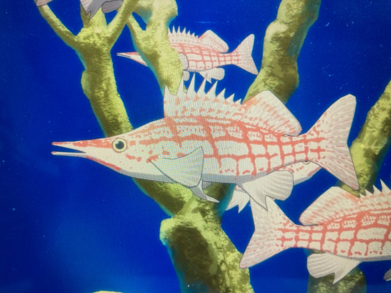 質問に添付された魚の写真