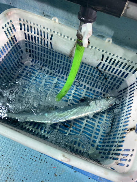 質問に添付された魚の写真
