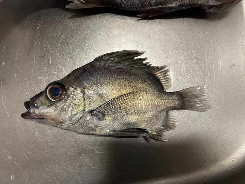 質問に添付された魚の写真