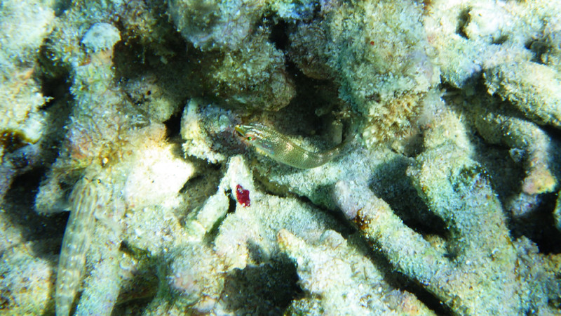質問に添付された魚の写真