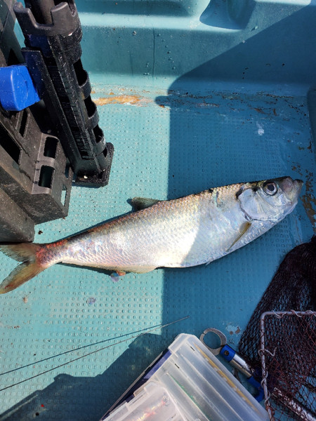 質問に添付された魚の写真