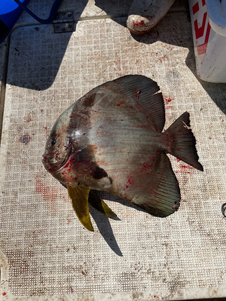 質問に添付された魚の写真