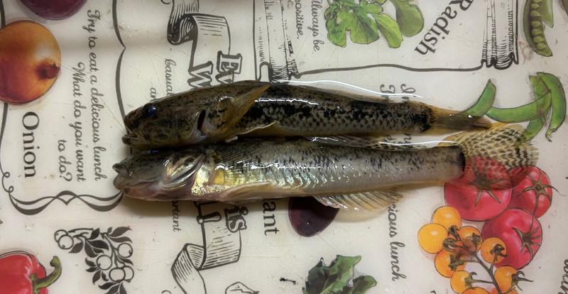 質問に添付された魚の写真
