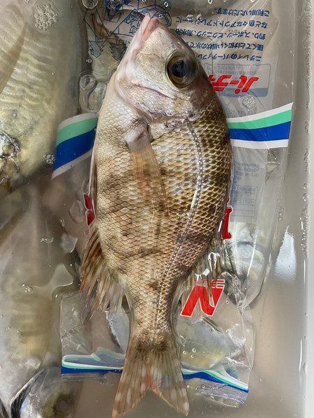 質問に添付された魚の写真
