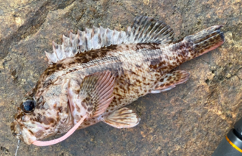 質問に添付された魚の写真