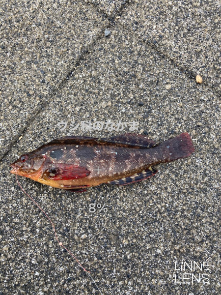 質問に添付された魚の写真