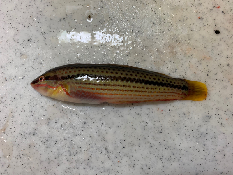質問に添付された魚の写真