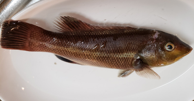 質問に添付された魚の写真