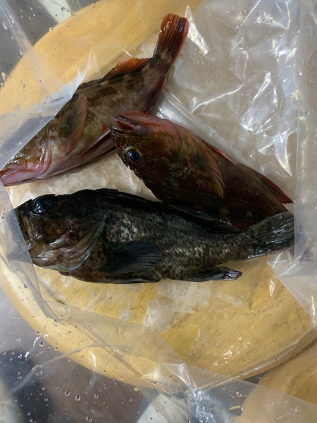 質問に添付された魚の写真