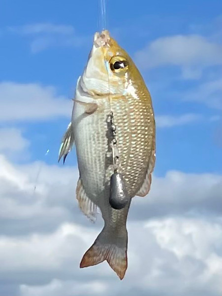 質問に添付された魚の写真