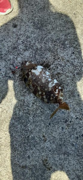 質問に添付された魚の写真