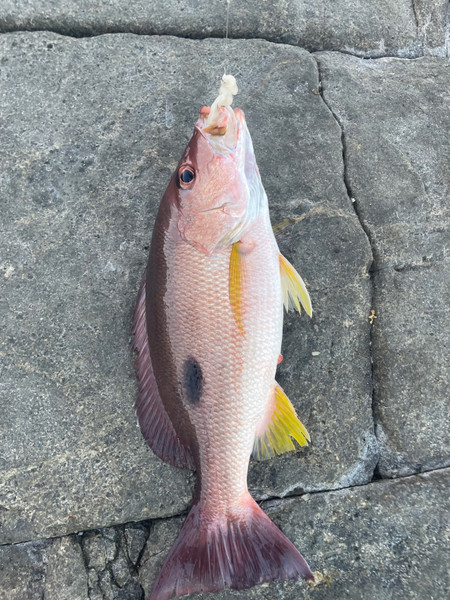 質問に添付された魚の写真
