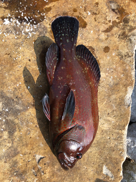 質問に添付された魚の写真