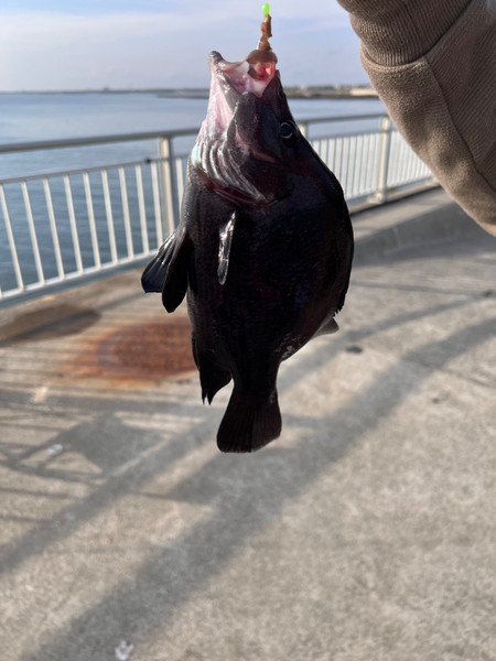 質問に添付された魚の写真