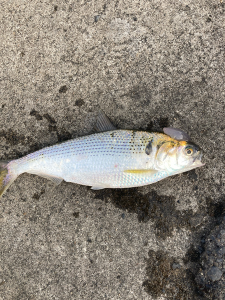 質問に添付された魚の写真
