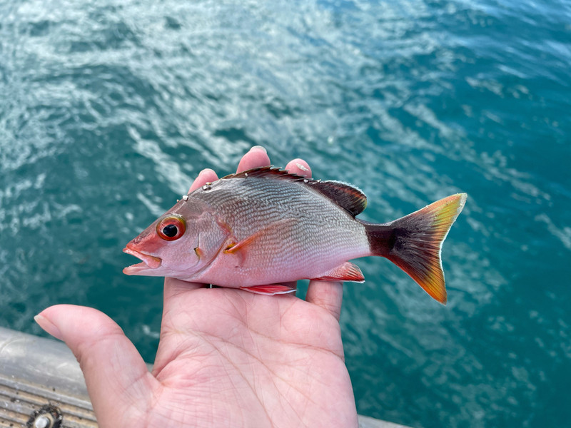 質問に添付された魚の写真