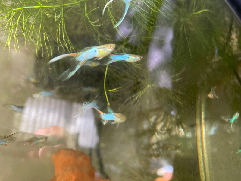 質問に添付された魚の写真