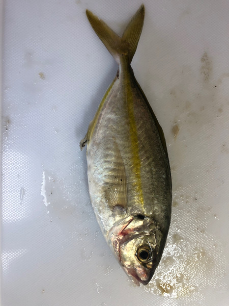 質問に添付された魚の写真