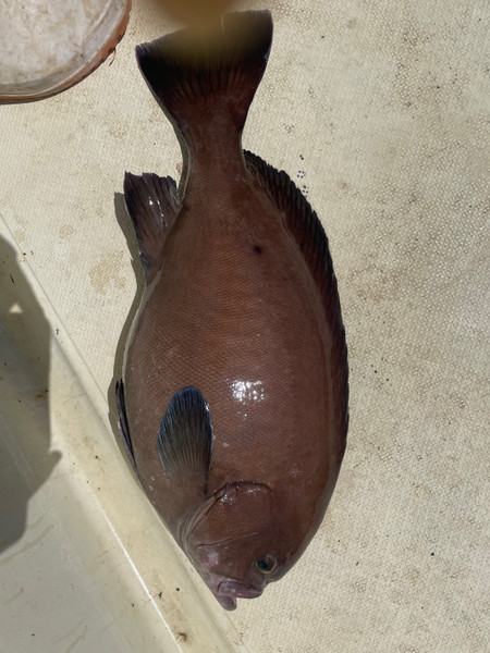 質問に添付された魚の写真