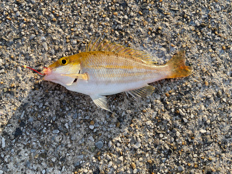 質問に添付された魚の写真