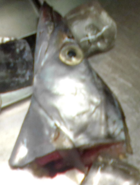 質問に添付された魚の写真