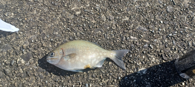質問に添付された魚の写真