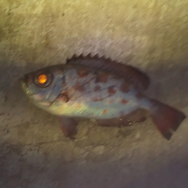 質問に添付された魚の写真