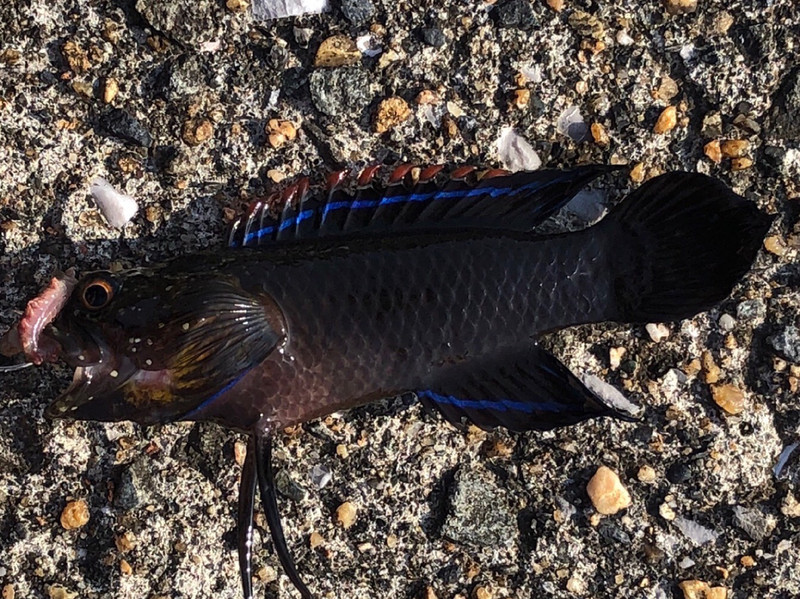 質問に添付された魚の写真