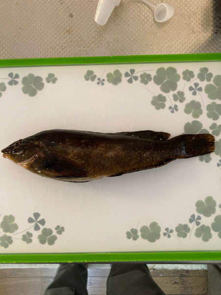 質問に添付された魚の写真