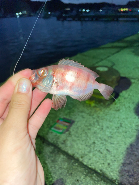 質問に添付された魚の写真