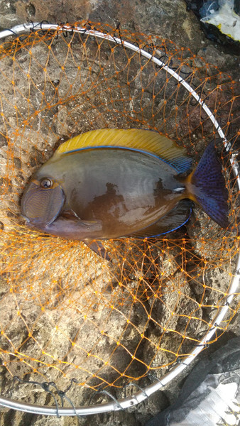 質問に添付された魚の写真