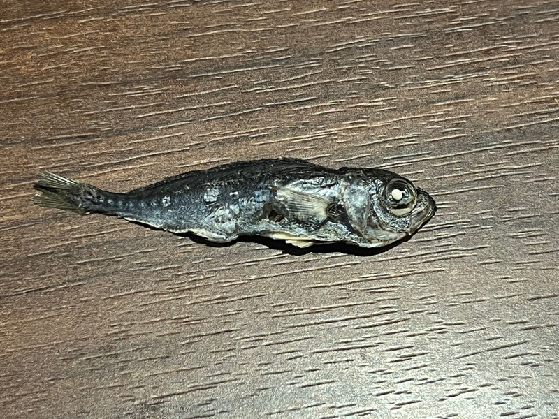 質問に添付された魚の写真
