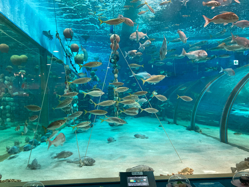 質問に添付された魚の写真
