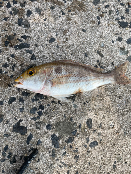 質問に添付された魚の写真