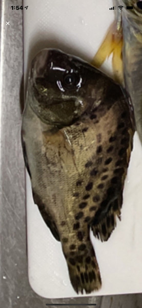質問に添付された魚の写真
