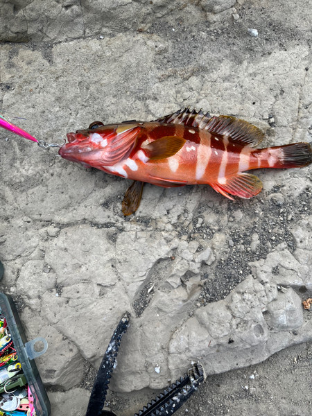 質問に添付された魚の写真