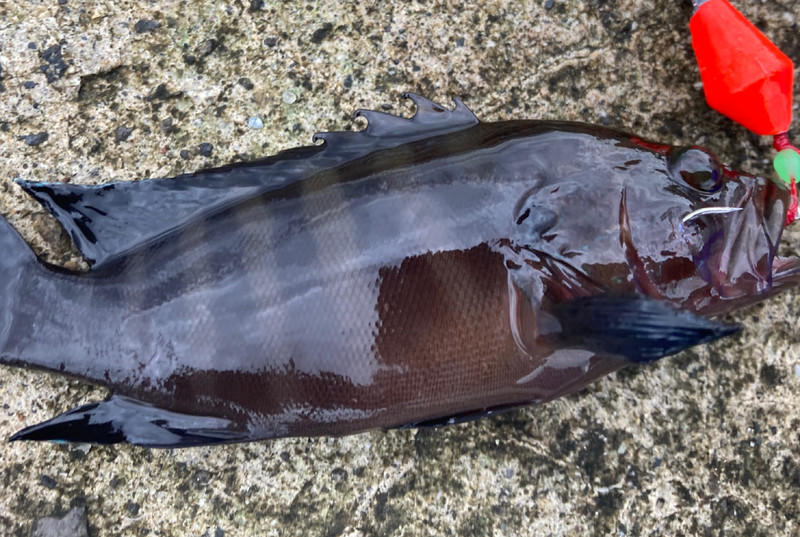 質問に添付された魚の写真