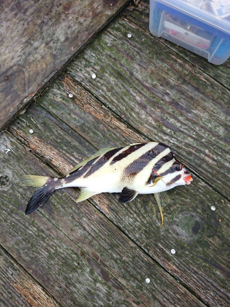 質問に添付された魚の写真