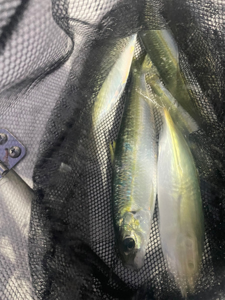 質問に添付された魚の写真
