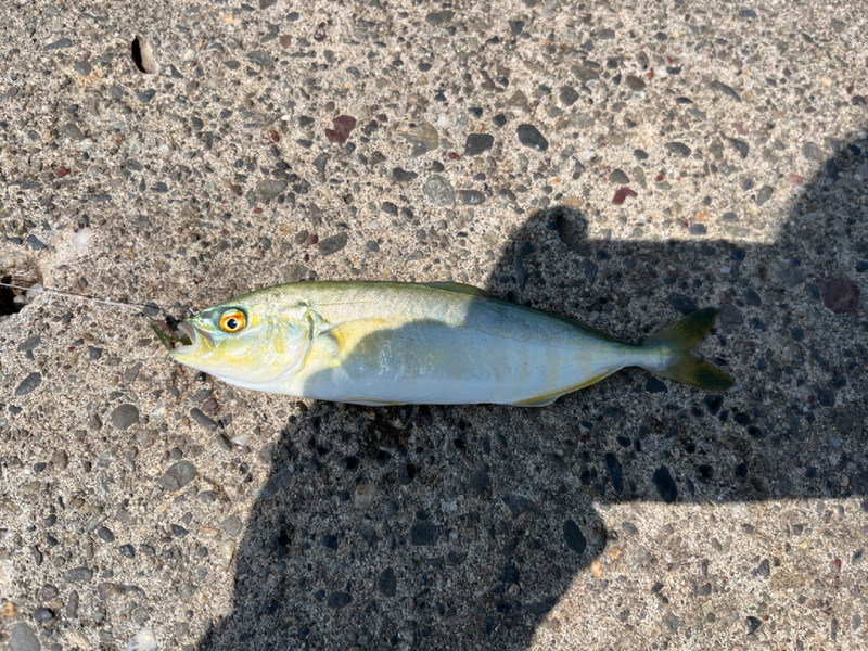 質問に添付された魚の写真