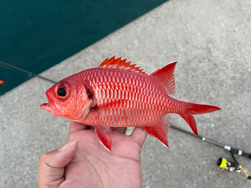 質問に添付された魚の写真