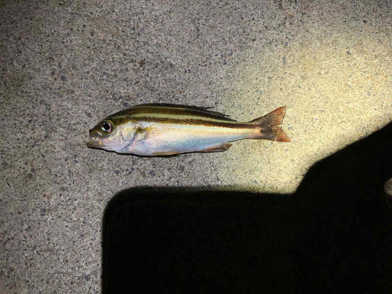 質問に添付された魚の写真