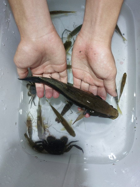 質問に添付された魚の写真