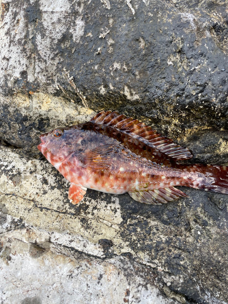質問に添付された魚の写真