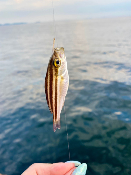 質問に添付された魚の写真