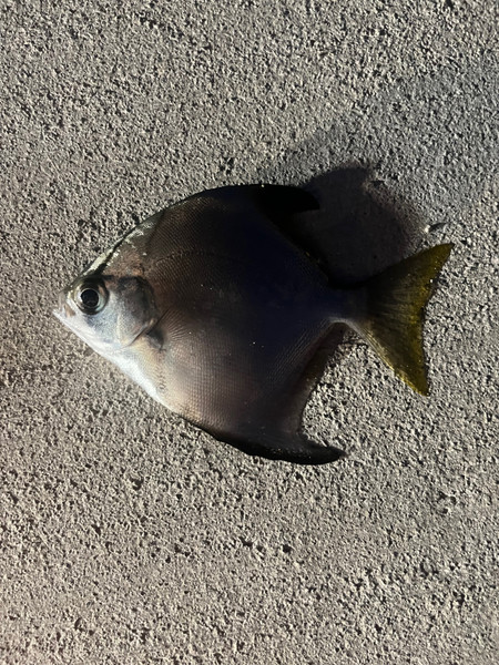質問に添付された魚の写真