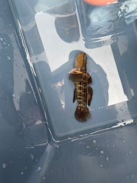 質問に添付された魚の写真
