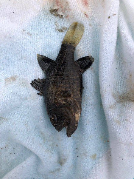 質問に添付された魚の写真