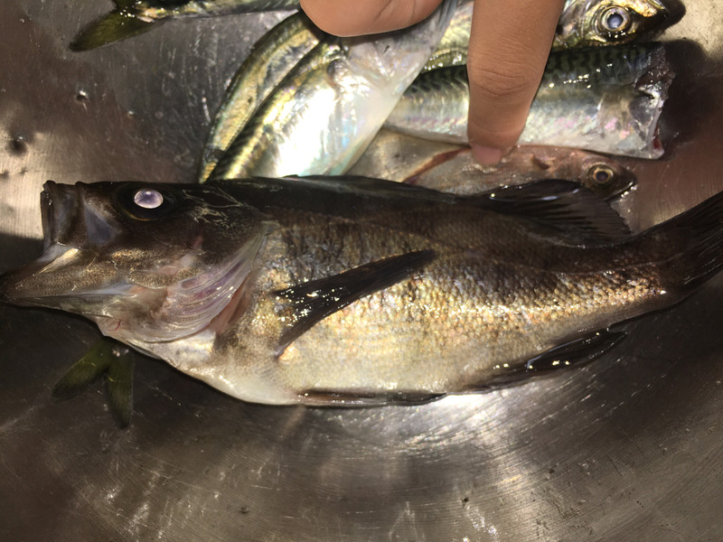 質問に添付された魚の写真