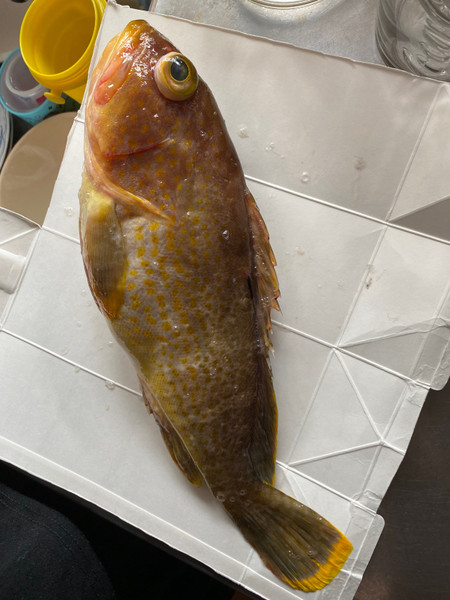 質問に添付された魚の写真